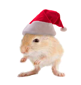 gerbil