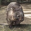 octowombat